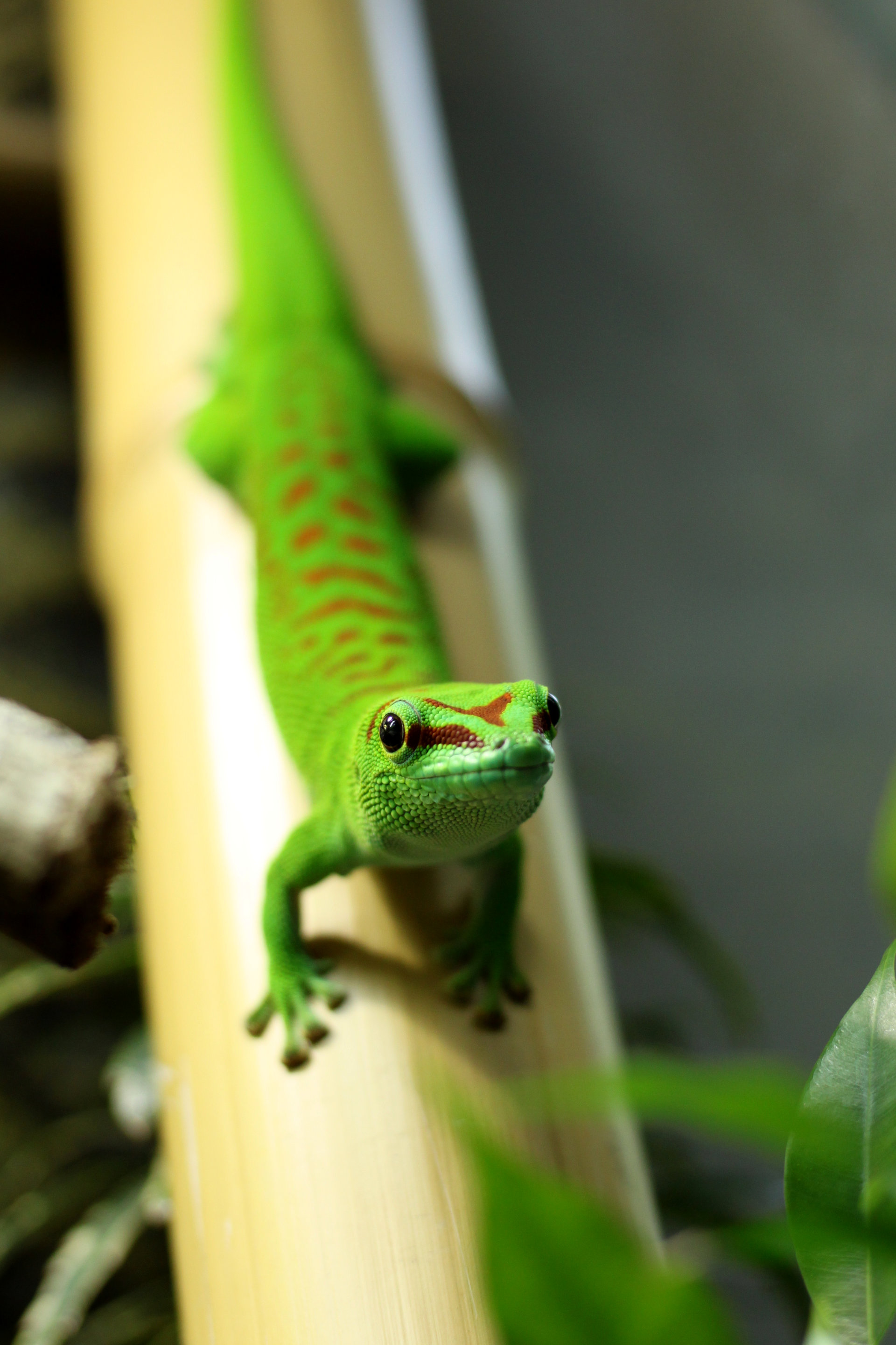 Gecko auf Bambus zur Kamera gestreckt